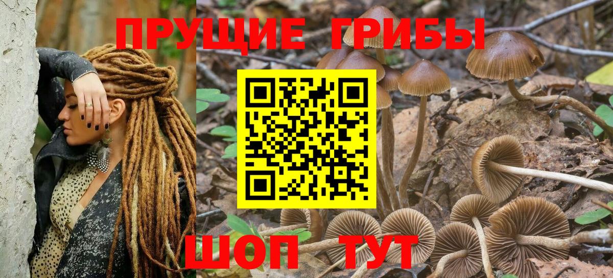 Галлюциногенные грибы Psilocybe Каспийск